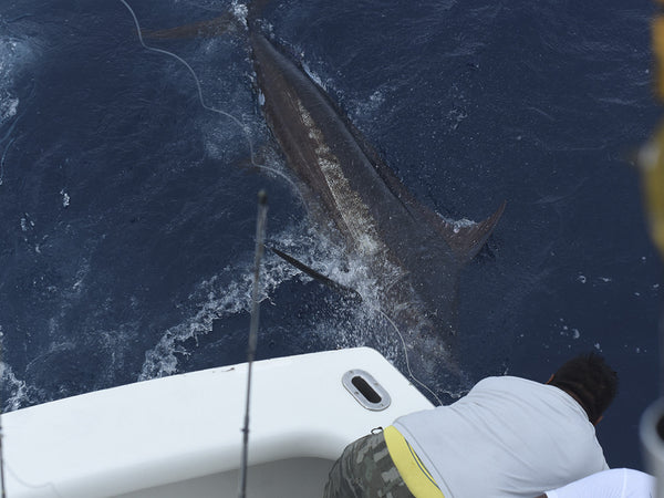 6 Night Sport Fishing Package 3 Guests - fishing El Salvador